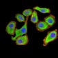 Mouse Monoclonal Antibody to YWHAB
